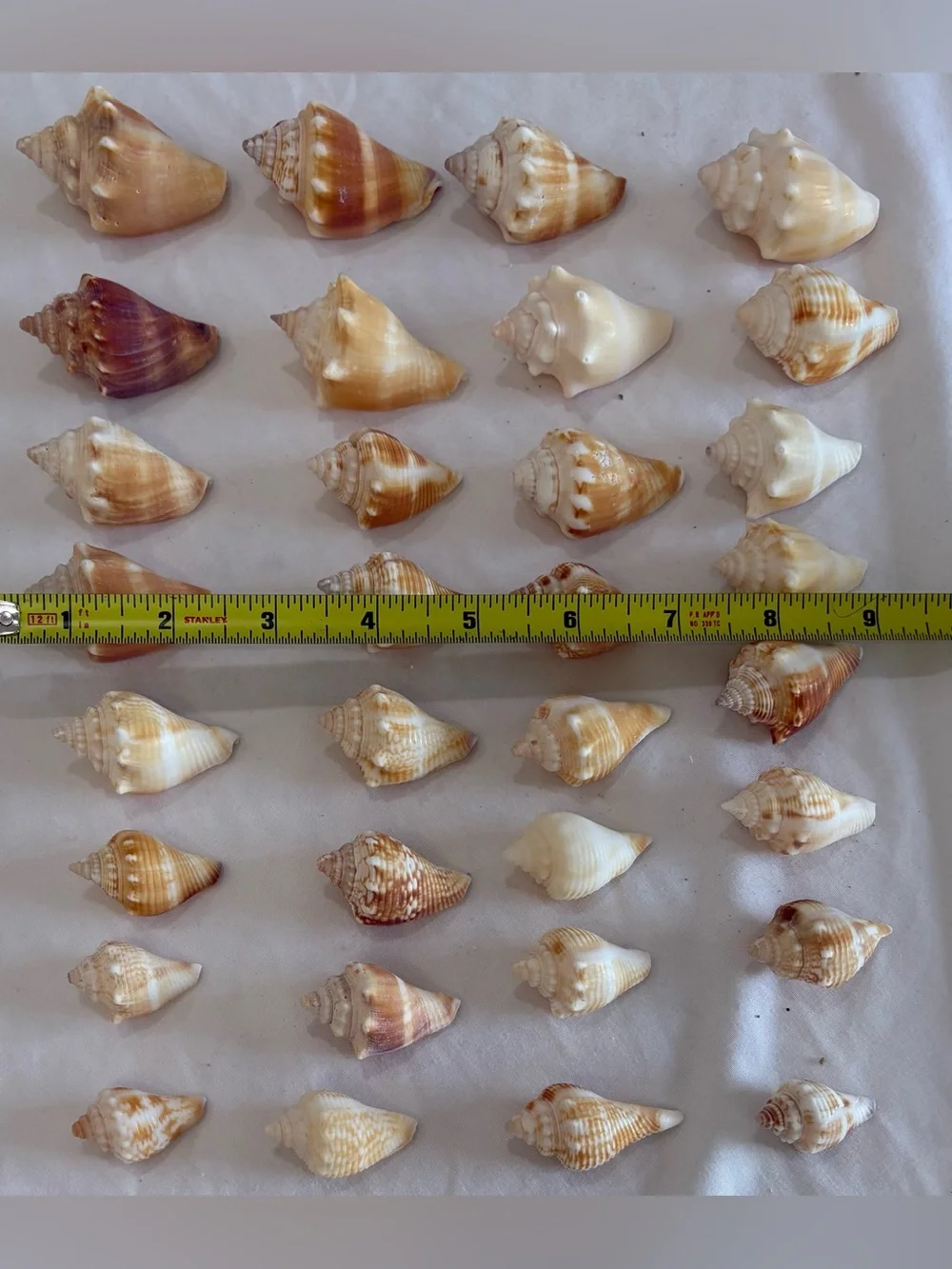32- FLORIDA BEACH FIGHTING CONCH SHELL SMALLER SIZE JUVENILES CRAFT /COLLECTOR